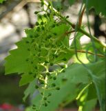 Vitis vinifera