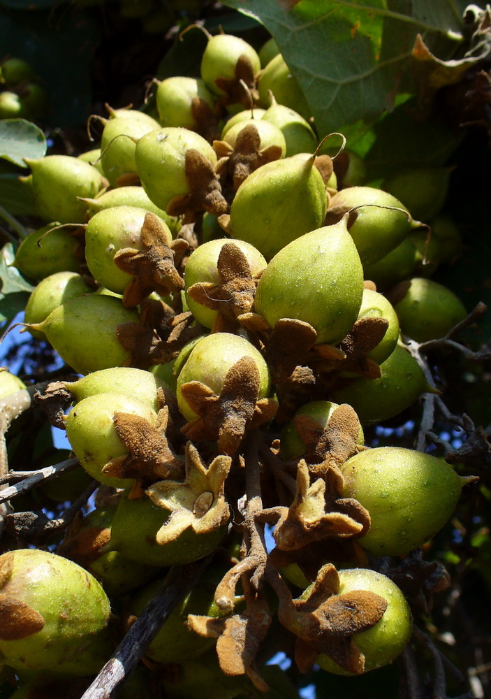 Image of Paulownia tomentosa specimen.