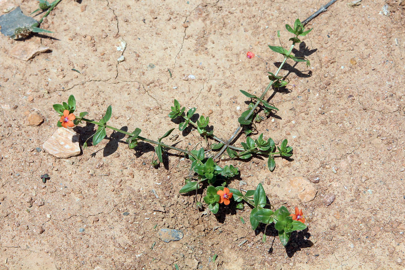 Image of Anagallis arvensis specimen.