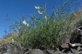 Vicia costata