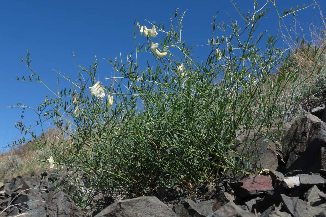 Image of Vicia costata specimen.