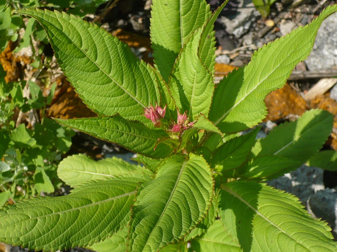 Image of Impatiens glandulifera specimen.