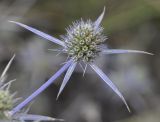 Eryngium amethystinum