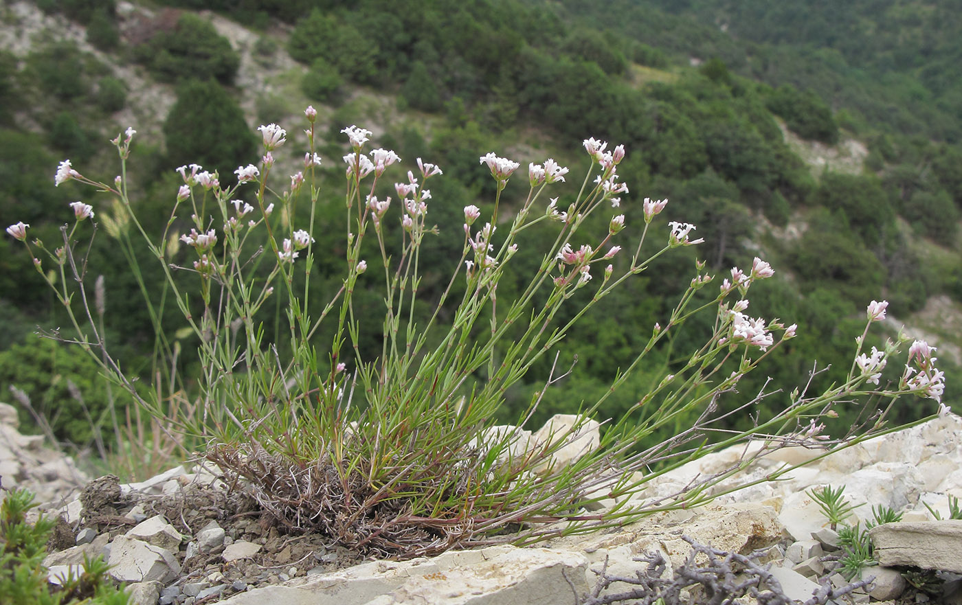 Изображение особи род Asperula.