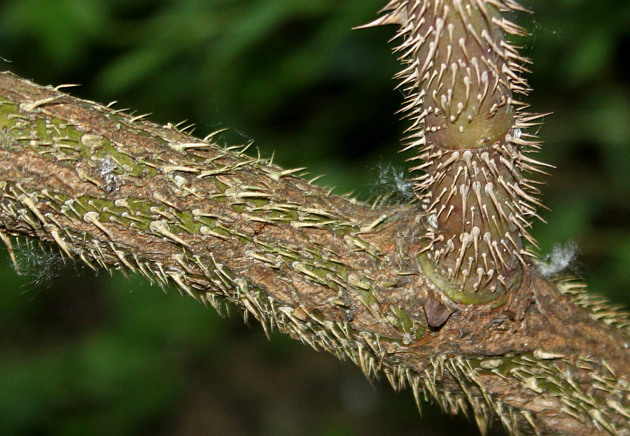 Image of Rosa villosa specimen.