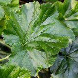 Heuchera cylindrica. Листовая пластинка. Германия, г. Дюссельдорф, Ботанический сад университета. 03.06.2014.