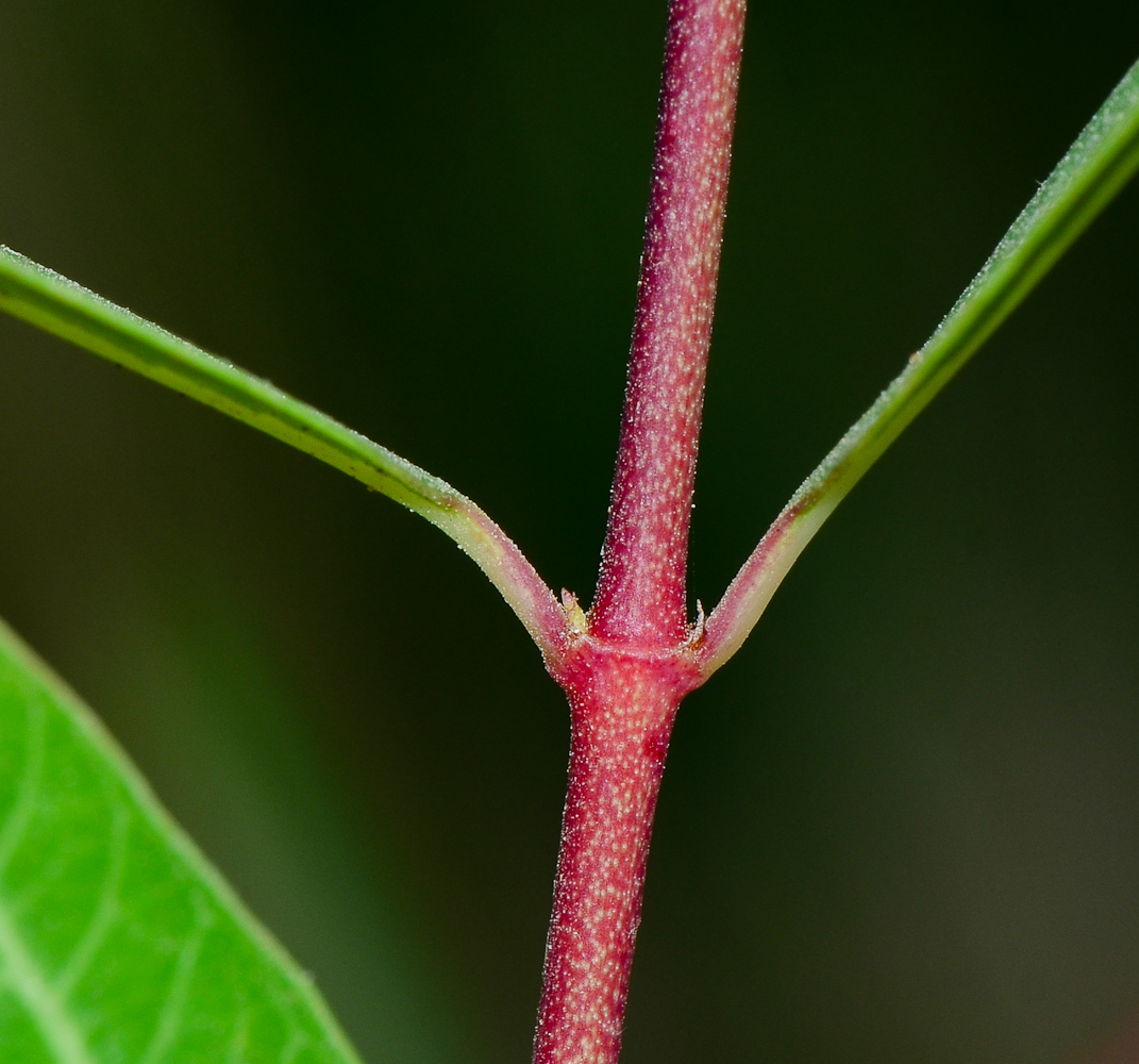 Image of Trachomitum venetum specimen.