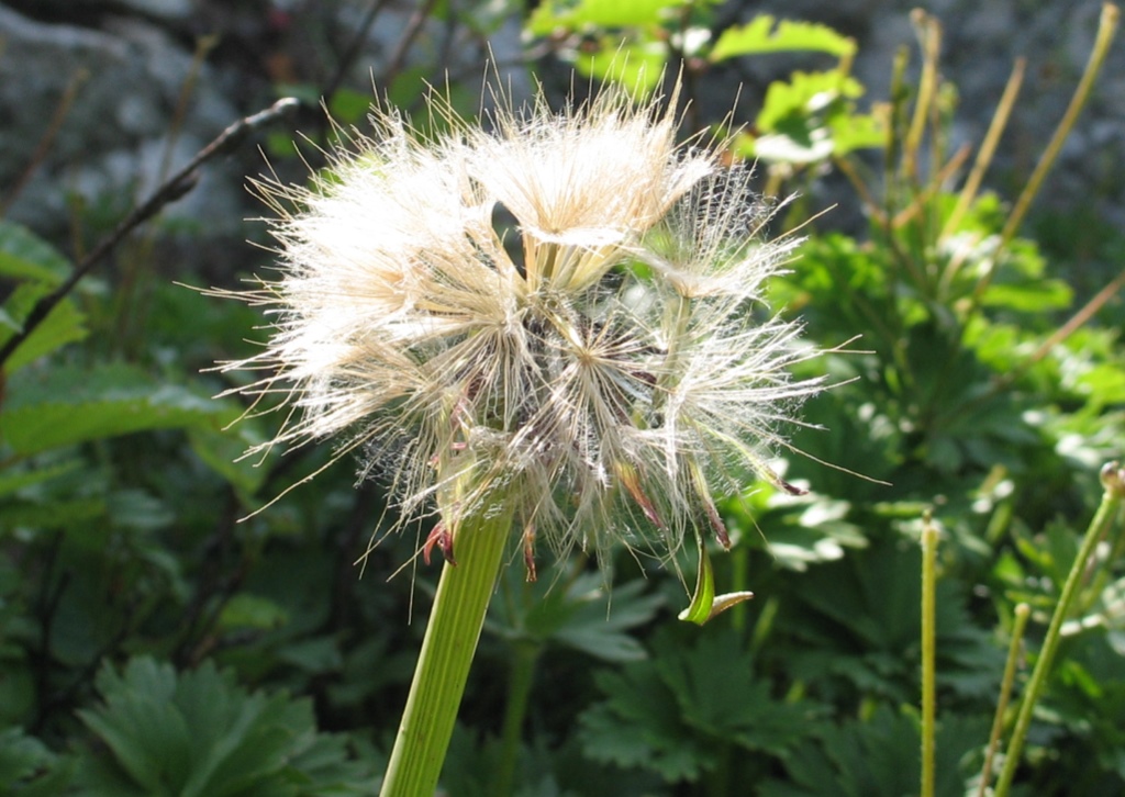 Изображение особи семейство Asteraceae.