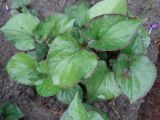 Houttuynia cordata