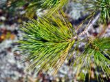 Pinus sibirica