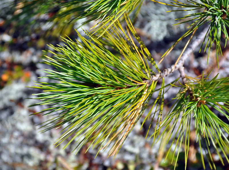 Изображение особи Pinus sibirica.