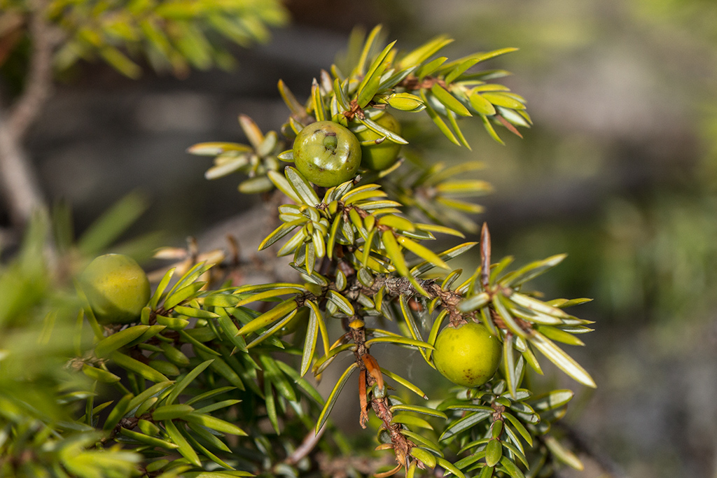 Image of Juniperus oblonga specimen.