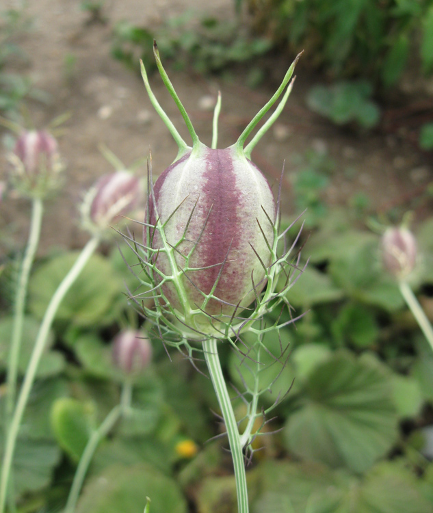 Изображение особи Nigella damascena.