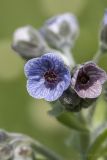 Cynoglossum creticum. Цветки. Крым, Бахчисарайский р-н, пос. Куйбышево. 17.05.2014.