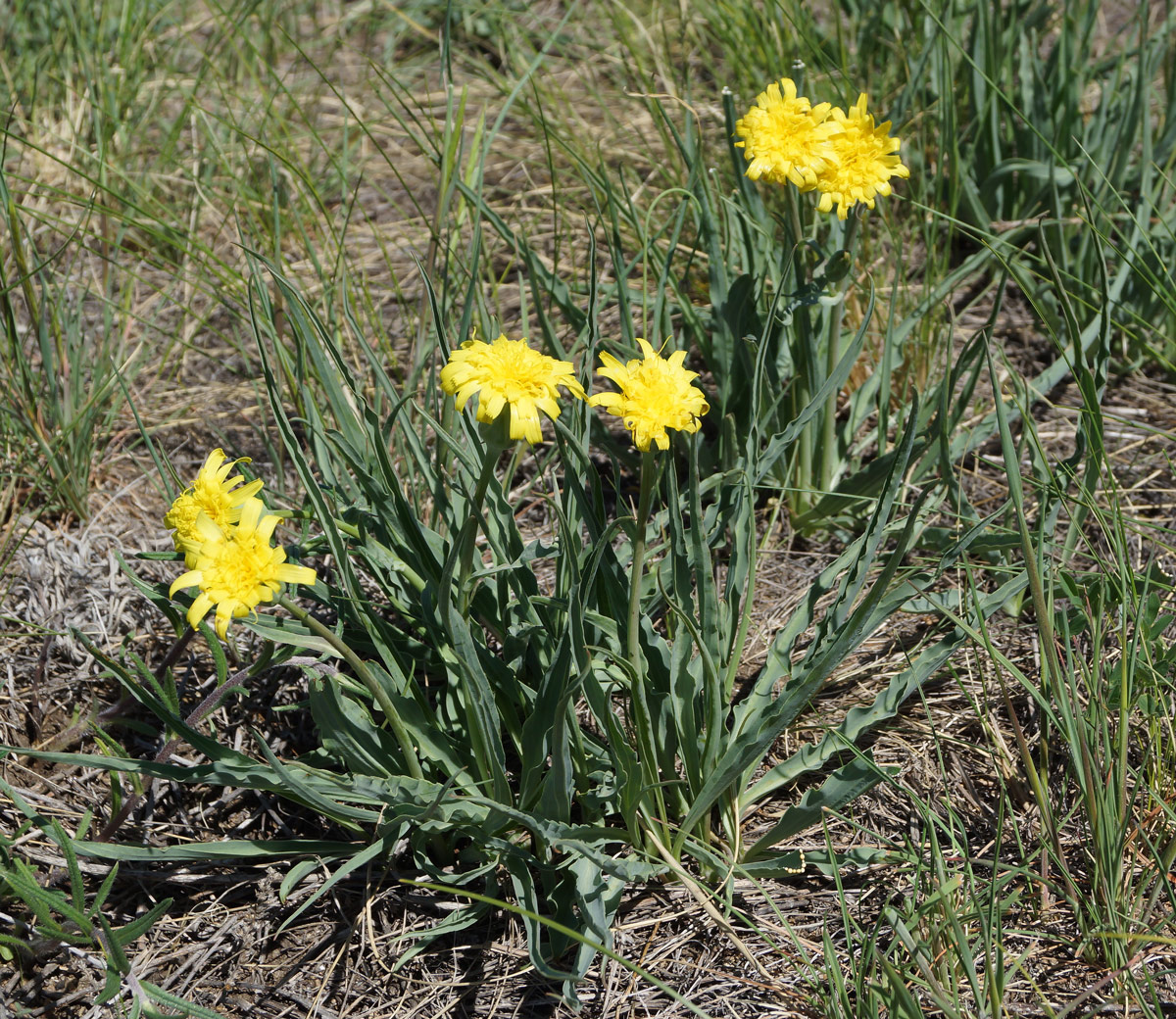 Image of Scorzonera austriaca specimen.