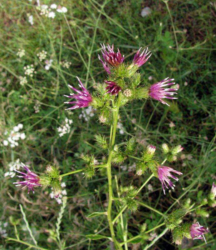 Изображение особи Cousinia umbrosa.