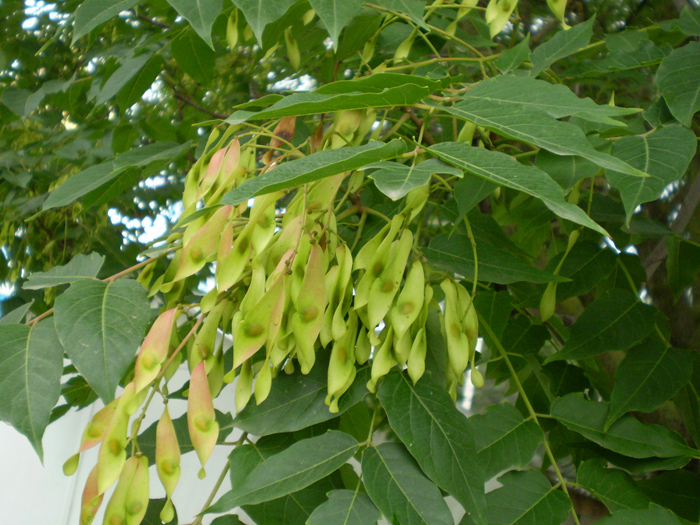 Изображение особи Ailanthus altissima.