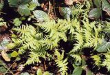 Phegopteris connectilis. Группа растений на скале в смешанном лесу. ФРГ, Саксония, национальный парк \"Саксонская Швейцария\", окрестности Bad Schandau.