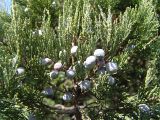 Juniperus excelsa