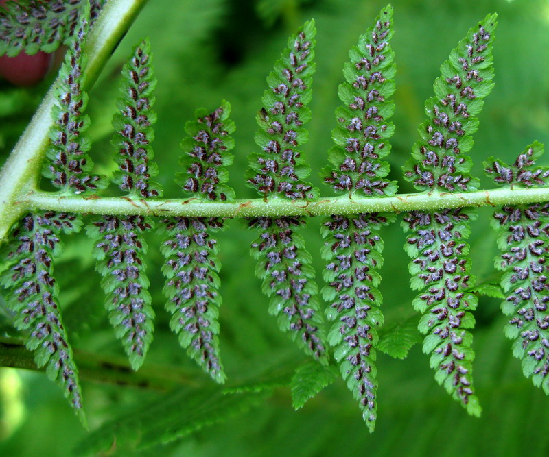 Image of Athyrium monomachii specimen.