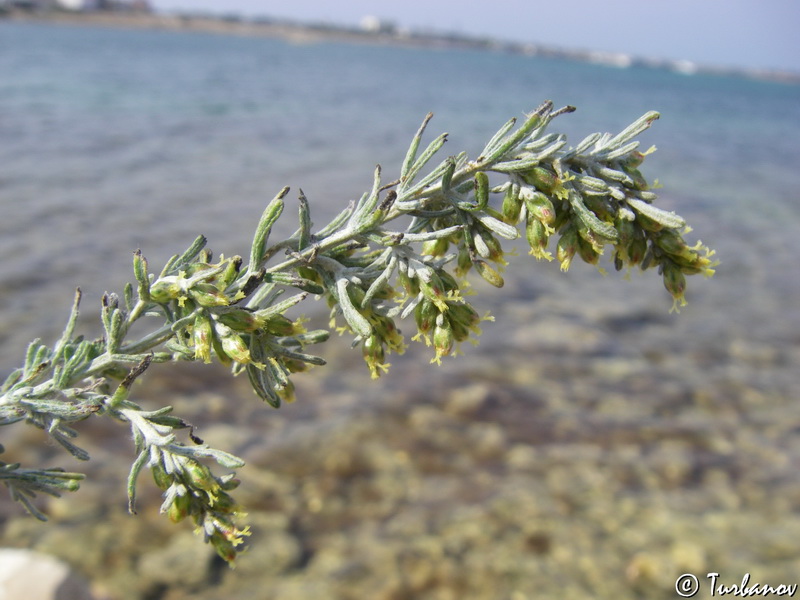 Изображение особи Artemisia taurica.