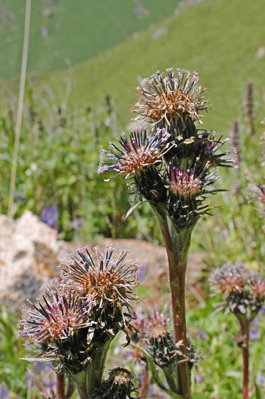 Image of Saussurea sordida specimen.