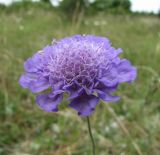 Scabiosa columbaria