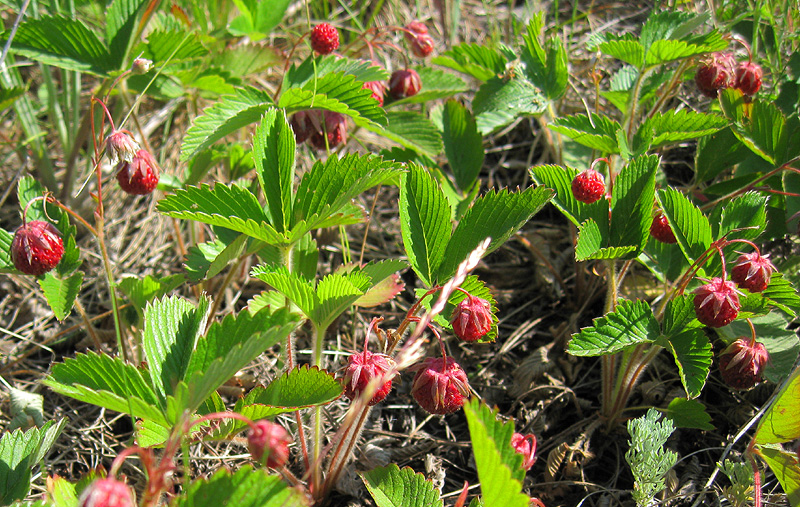 Изображение особи Fragaria viridis.