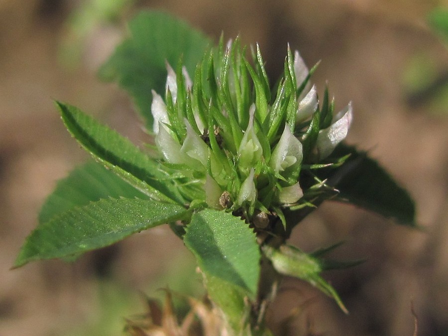 Изображение особи Trifolium retusum.
