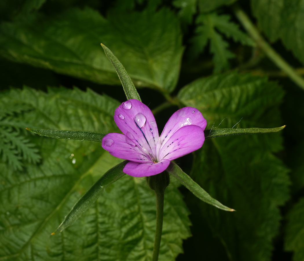 Image of Agrostemma githago specimen.