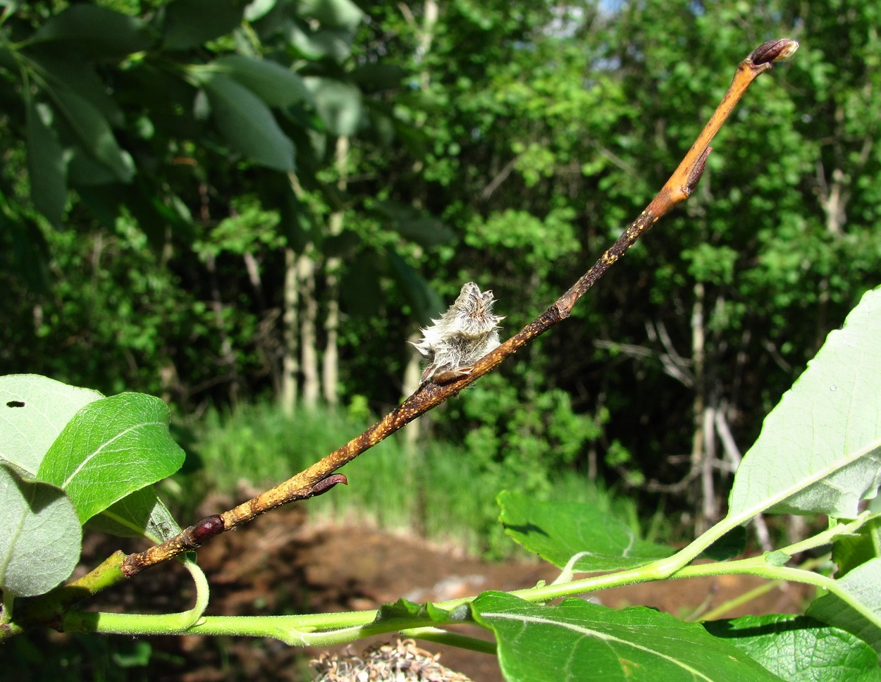 Image of Salix caprea specimen.