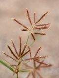 Cyperus longus