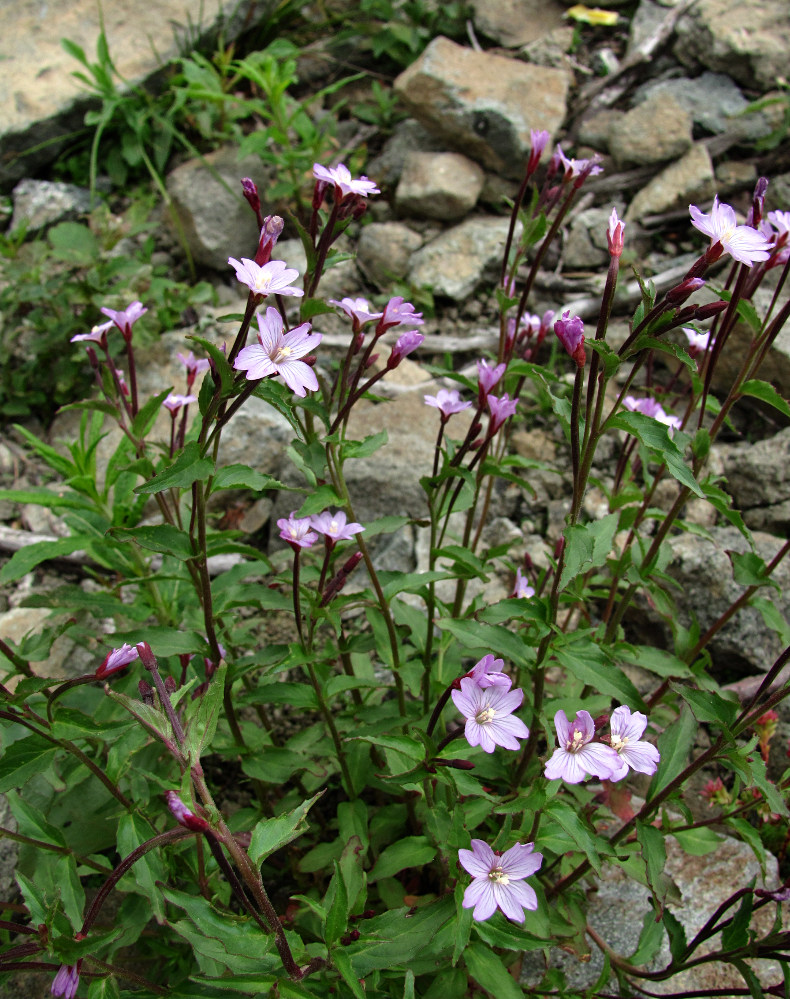 Изображение особи род Epilobium.