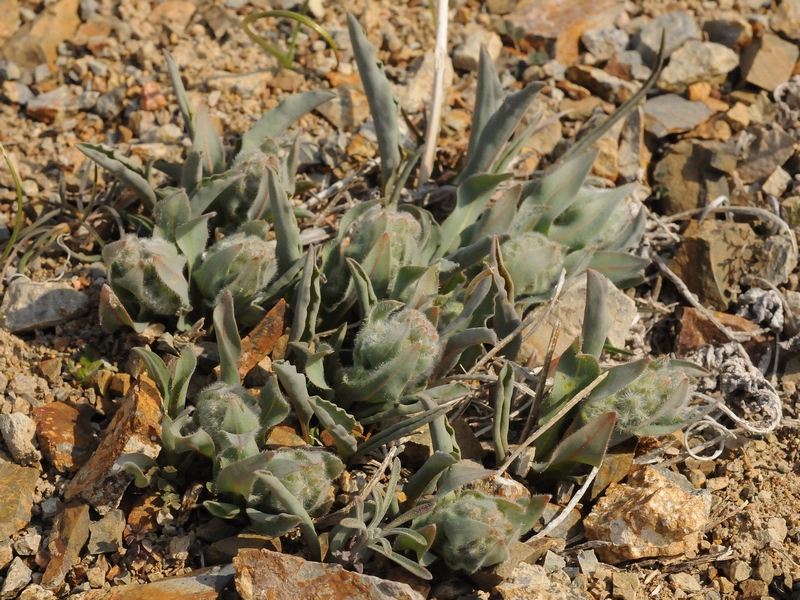Image of Rindera tetraspis specimen.