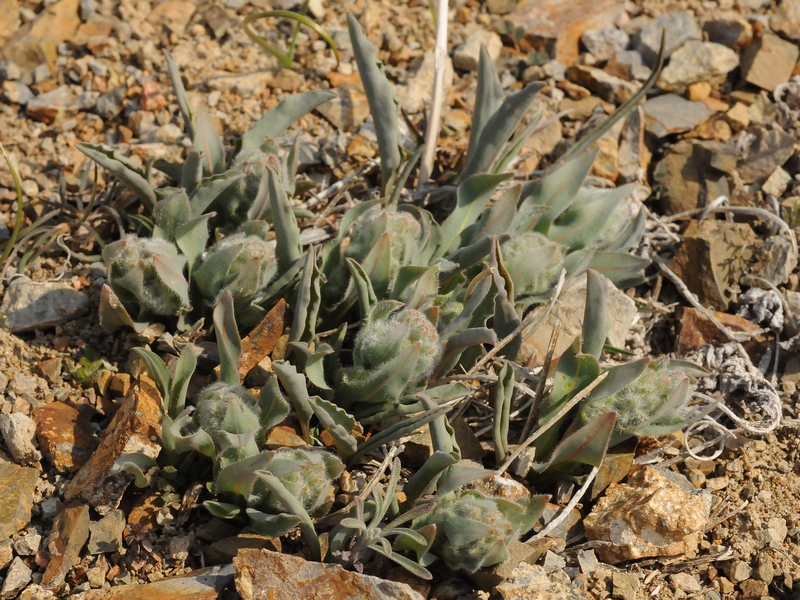 Изображение особи Rindera tetraspis.