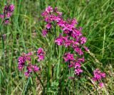 Viscaria vulgaris. Верхушка цветущего растения. Московская обл., Раменский р-н, окр. ж.-д. платформы Хрипань, залежь. 13.06.2015.