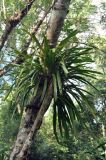 Cymbidium aloifolium. Растение на стволе дерева. Андаманские острова, остров Лонг, влажный тропический лес. 06.01.2015.