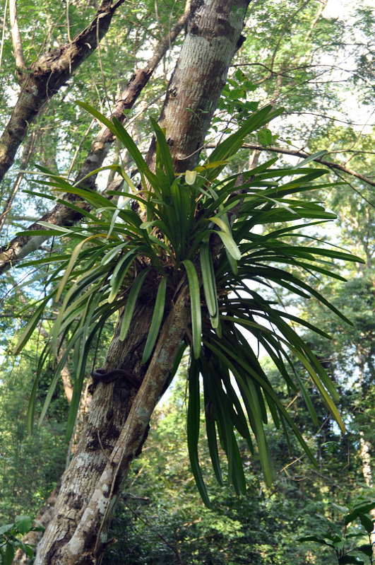 Image of Cymbidium aloifolium specimen.