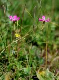 Dianthus deltoides. Верхушка цветущего растения. Башкирия, Белорецкий р-н, окр. с. Кага, луг. 14.07.2008.