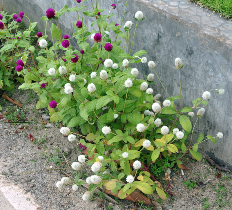 Image of Gomphrena globosa specimen.