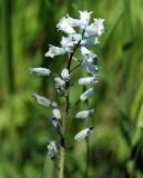 Hyacinthella leucophaea