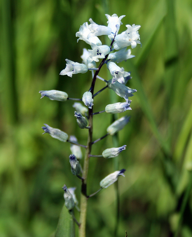 Изображение особи Hyacinthella leucophaea.