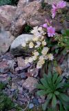 Lewisia cotyledon