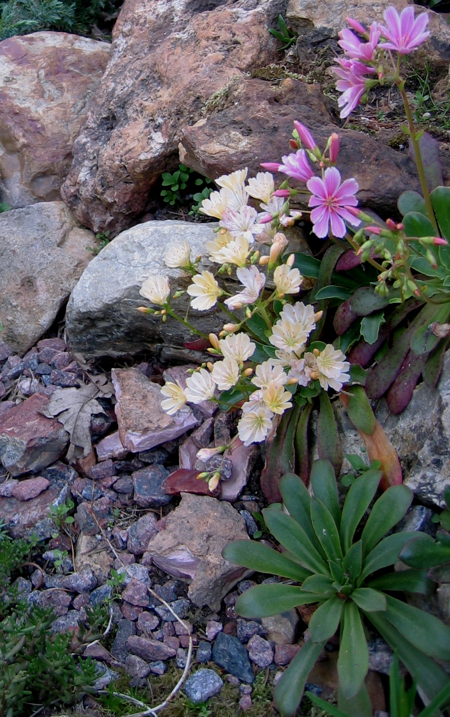 Image of Lewisia cotyledon specimen.