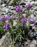 Clausia aprica