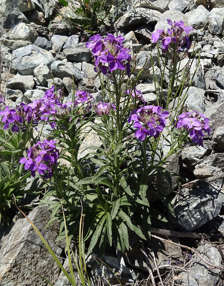 Image of Clausia aprica specimen.