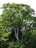 genus Betula. Взрослое дерево. Курильские о-ва, Кунашир, окр. дачного пос. Третьяково. 19 июля 2015 г.