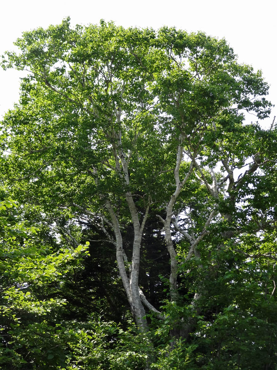 Image of genus Betula specimen.