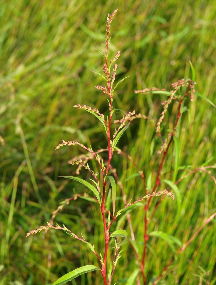 Image of Persicaria hydropiper specimen.