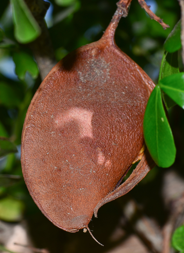 Изображение особи Schotia latifolia.